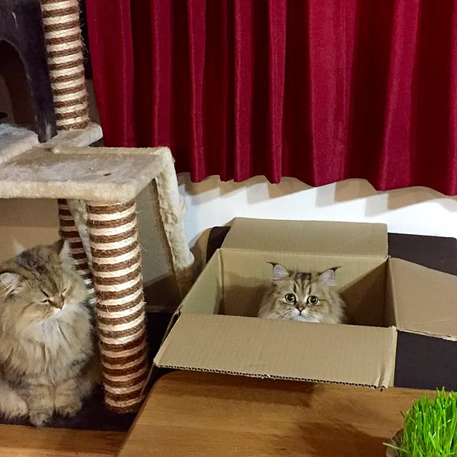 butachanさんの実例写真