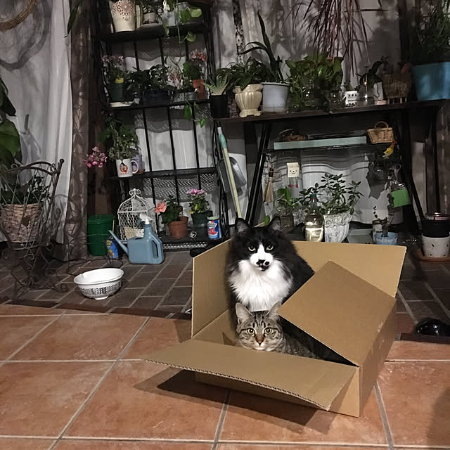 shigimiさんの実例写真
