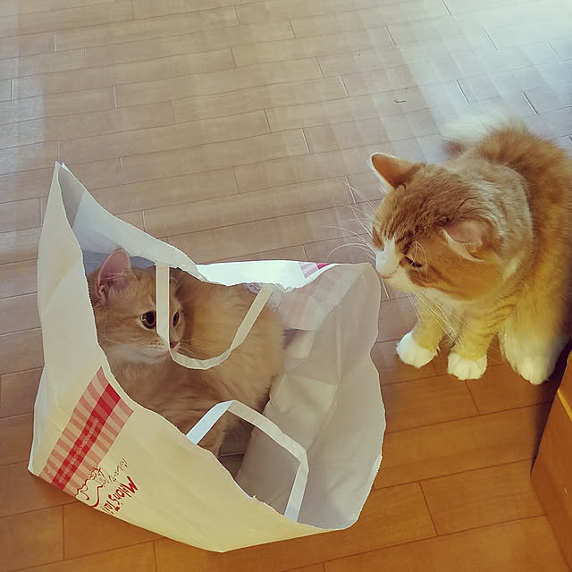 shimaさんの実例写真