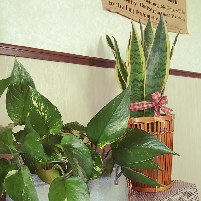 hanaさんの実例写真