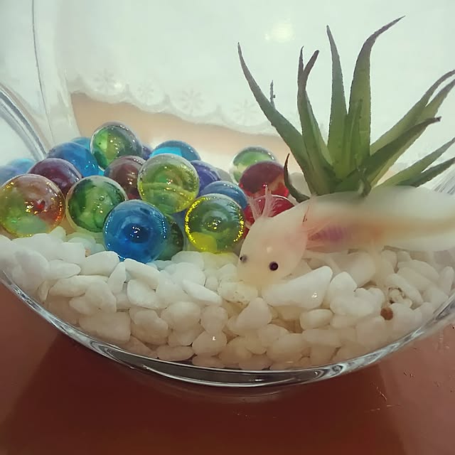 nikoさんの実例写真