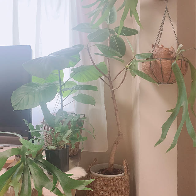 nao.roomさんの実例写真