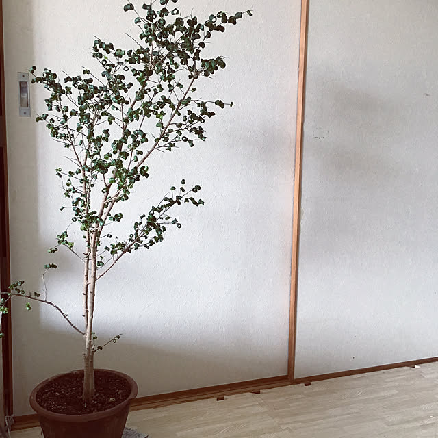 ichi.さんの実例写真