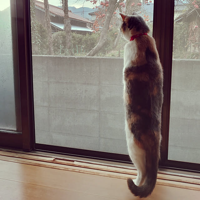 fukuさんの実例写真