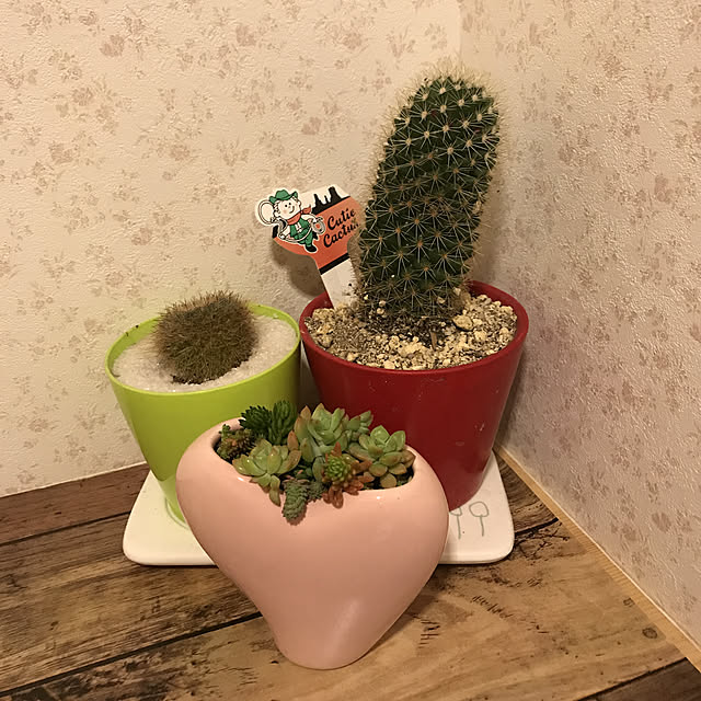 Sakuraさんの実例写真