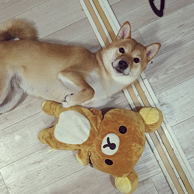 SLさんの実例写真