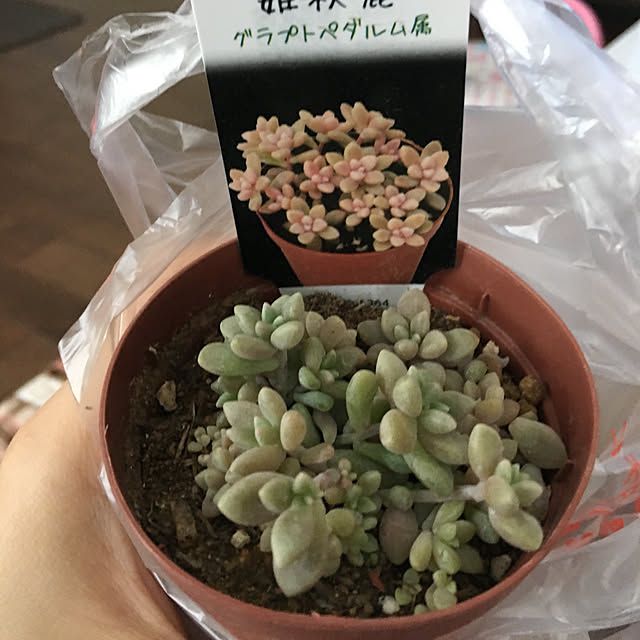 yuuhinaさんの実例写真