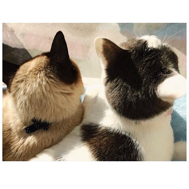 mintcatさんの実例写真