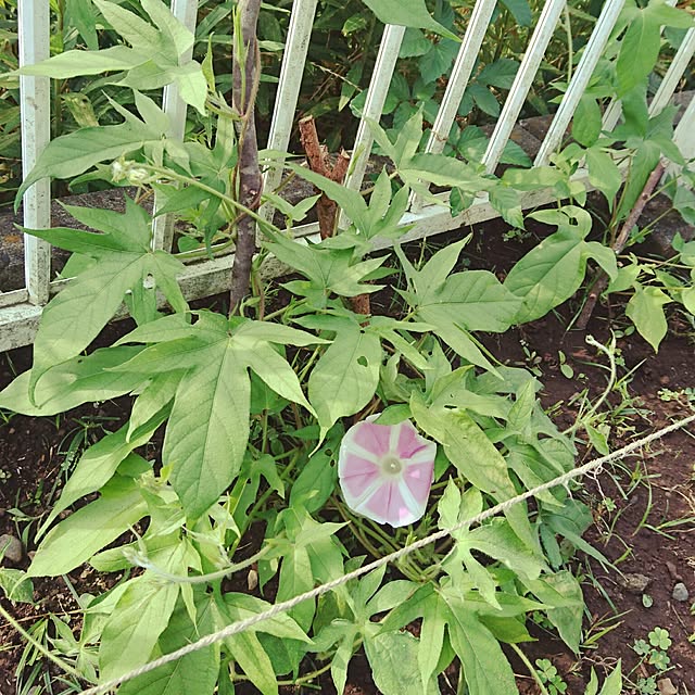 sasukeさんの実例写真