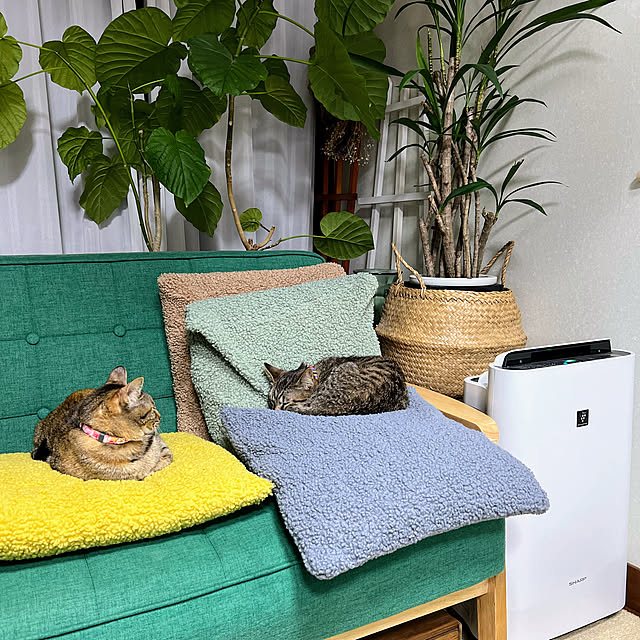 mohhaさんの実例写真