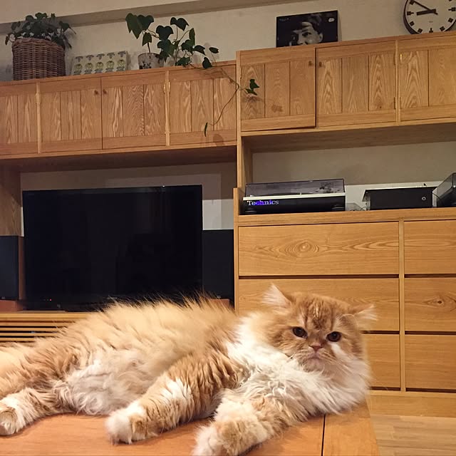 Kayochinさんの実例写真