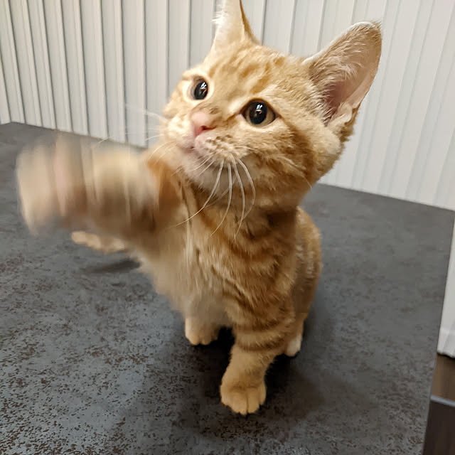 chiiさんの実例写真