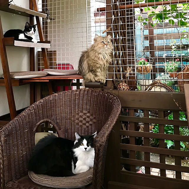 butachanさんの実例写真