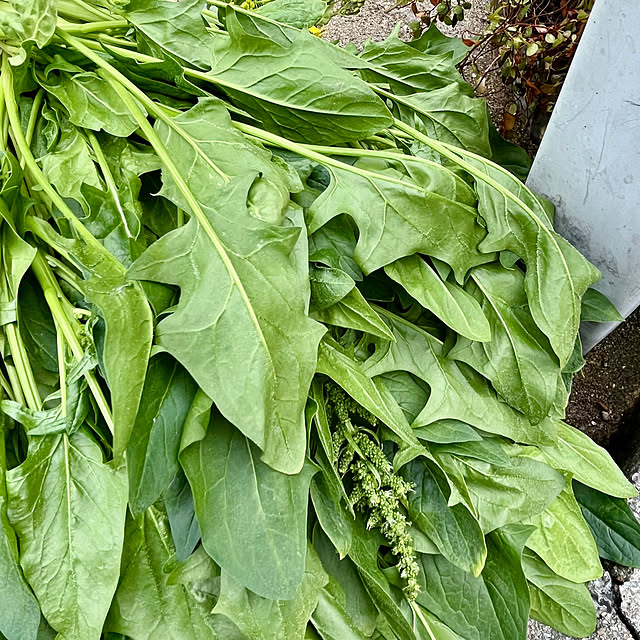 cotaさんの部屋
