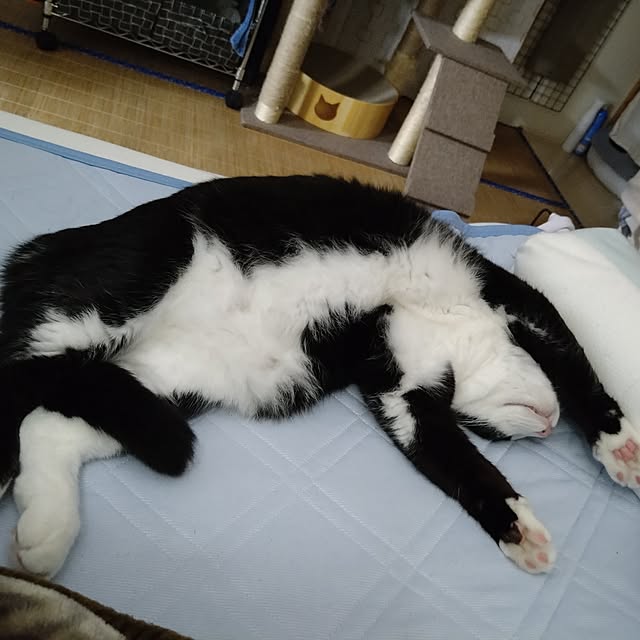 koromaroさんの部屋