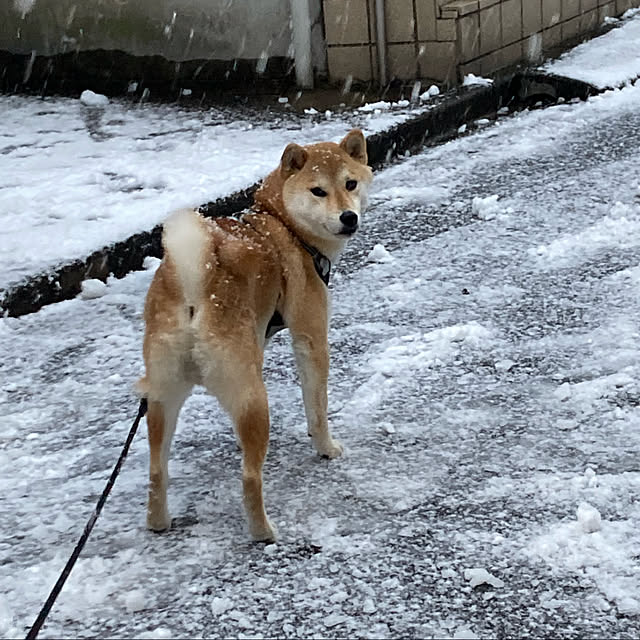 luckyさんの実例写真