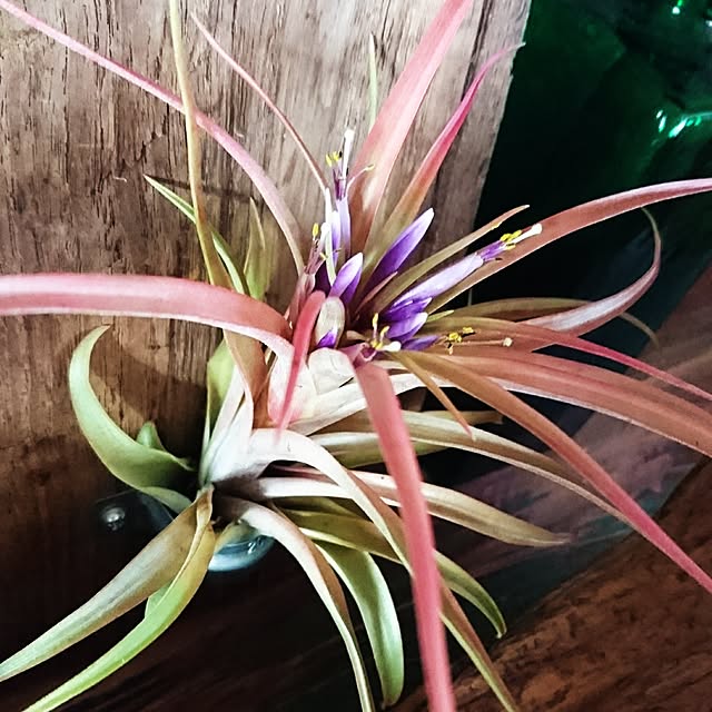cocosorasakuさんの実例写真