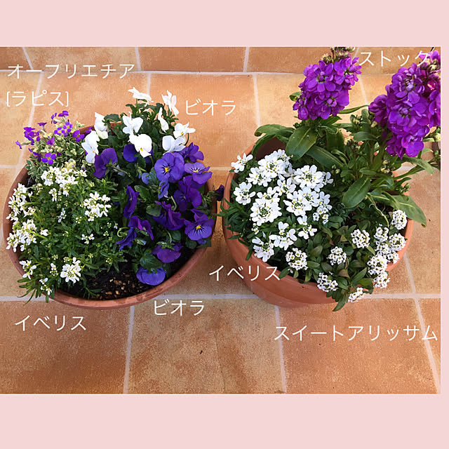 akezouさんの実例写真