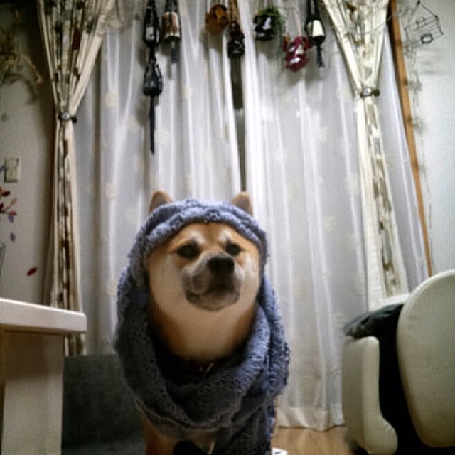 kotaさんの実例写真