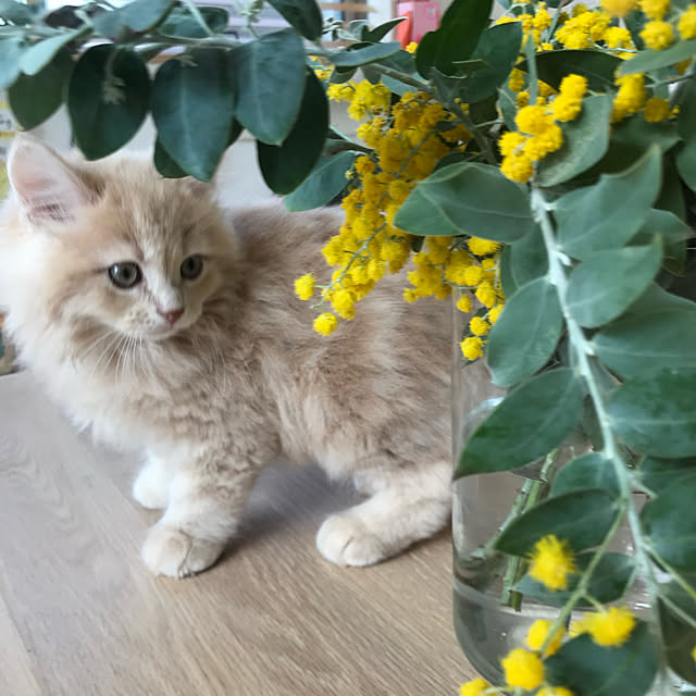 子猫が来ました/子猫と暮らす/子猫/サイベリアン/アクタス...などのインテリア実例 - 2022-05-02 20:34:32
