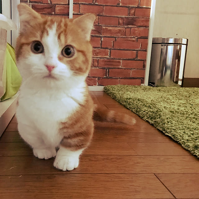 arimanaさんの実例写真