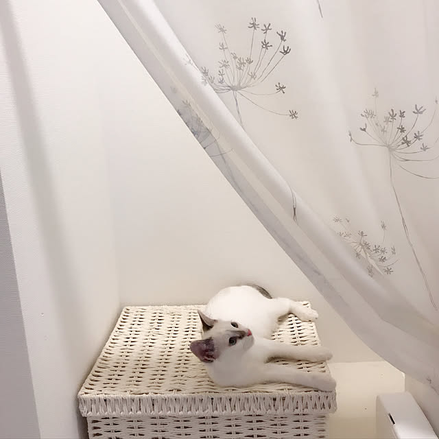 ringonecoさんの実例写真