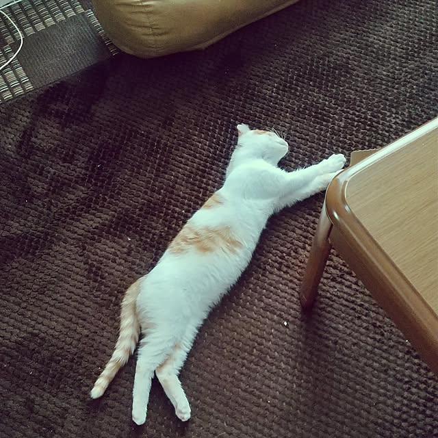 Mikaさんの実例写真