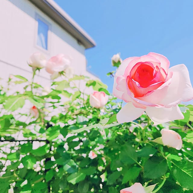 surviveさんの部屋