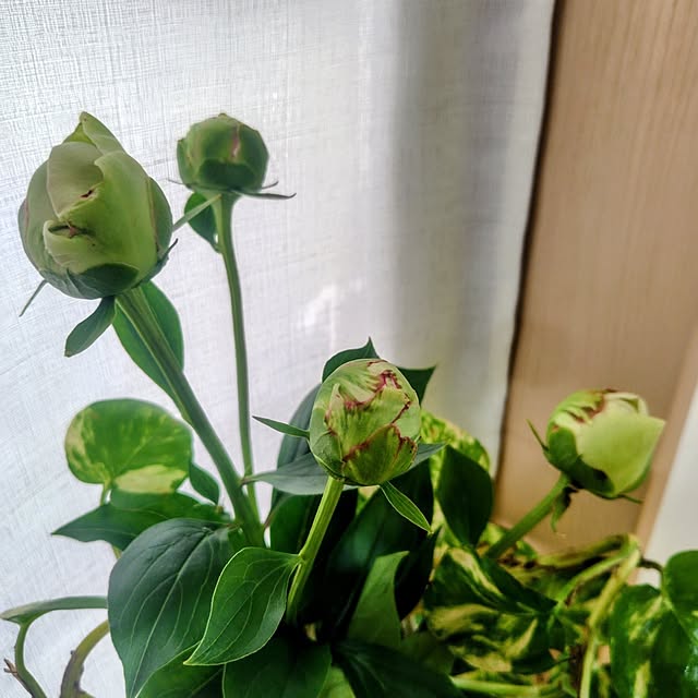 Ri-さんの実例写真