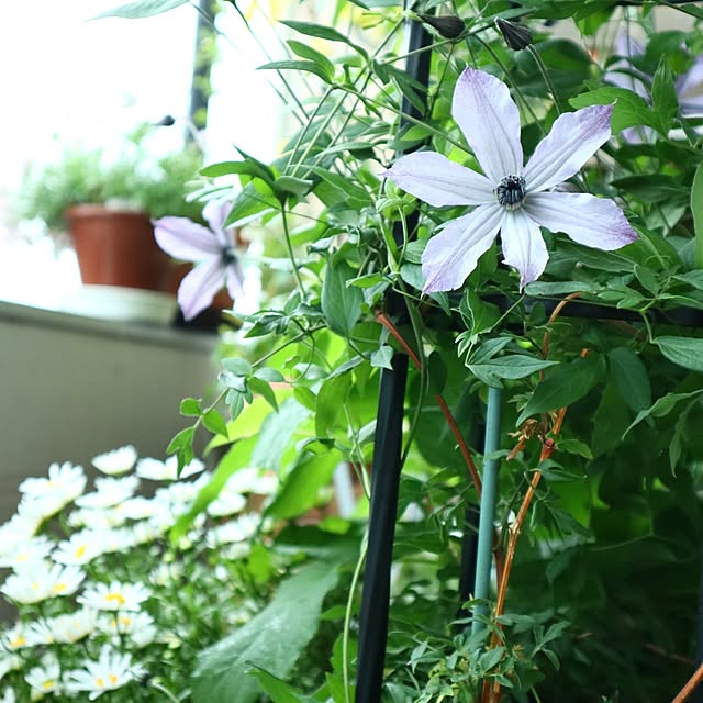 naopyiさんの部屋