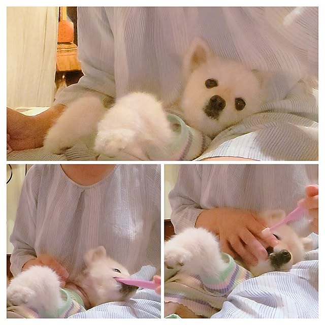 akaidarumaさんの部屋