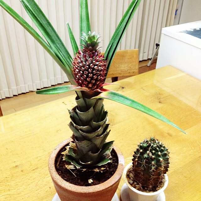 R-TYPEさんの実例写真