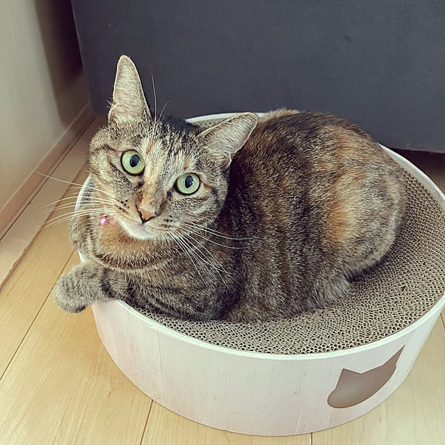 chiiさんの部屋