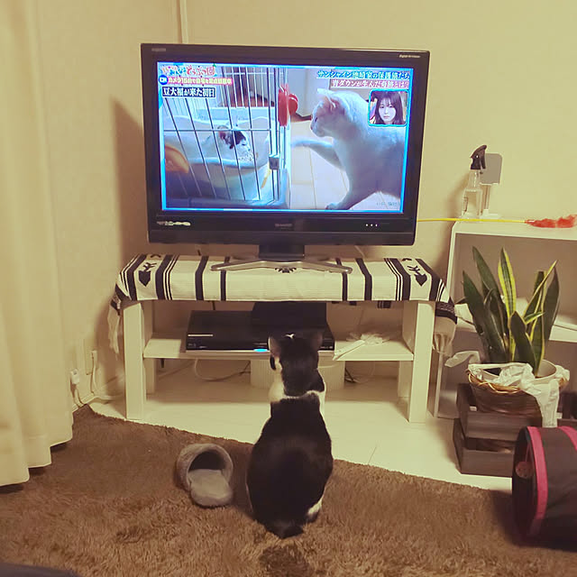 oseroさんの実例写真