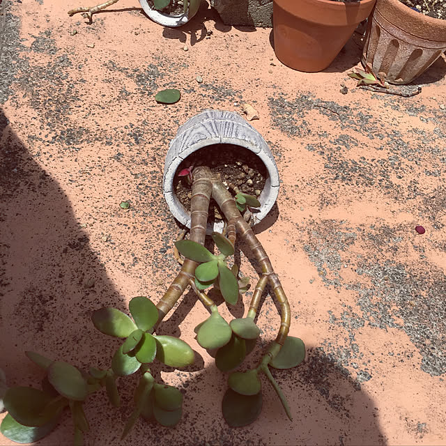 -さんの実例写真