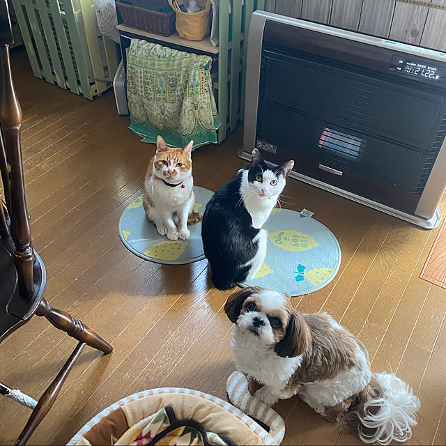 SHIHOさんの実例写真