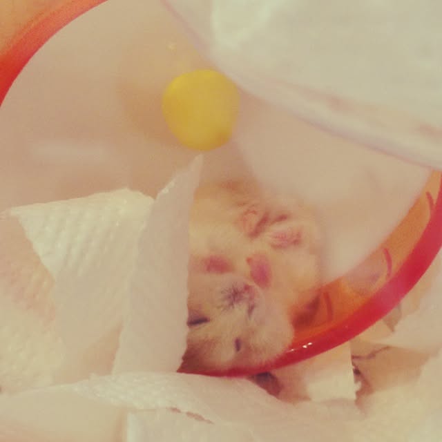 hamakoさんの実例写真