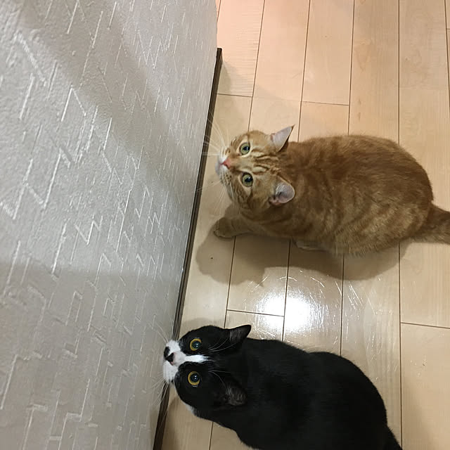 nekoさんの実例写真
