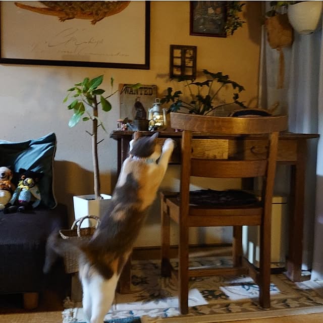 fukuさんの実例写真
