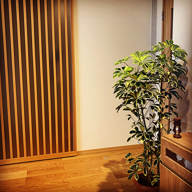 観葉植物/リビングのインテリア実例 - 2022-08-26 22:38:12