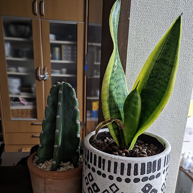 dadaさんの部屋