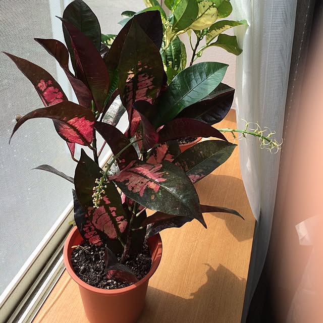 sabisukeさんの実例写真