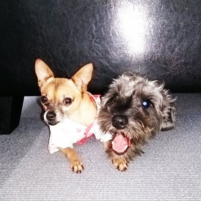 実例写真