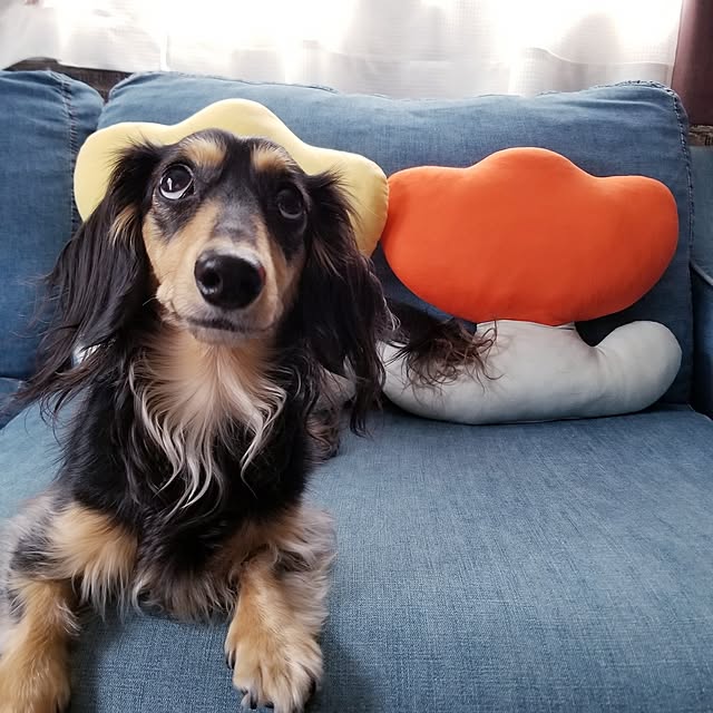 momozouさんの実例写真