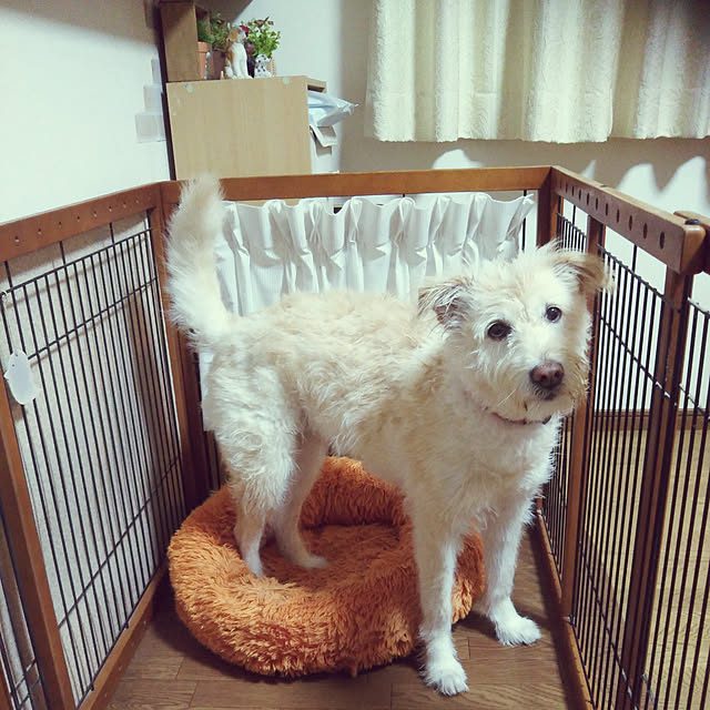 Tirorinさんの実例写真