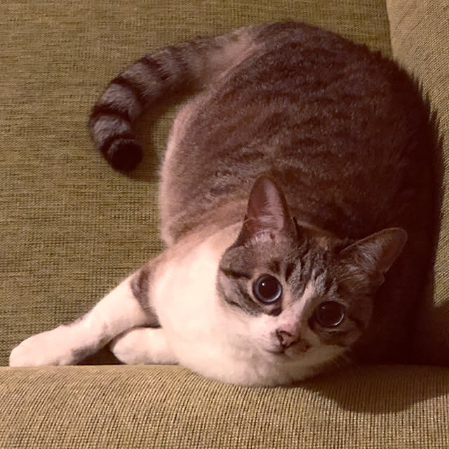 pppさんの実例写真