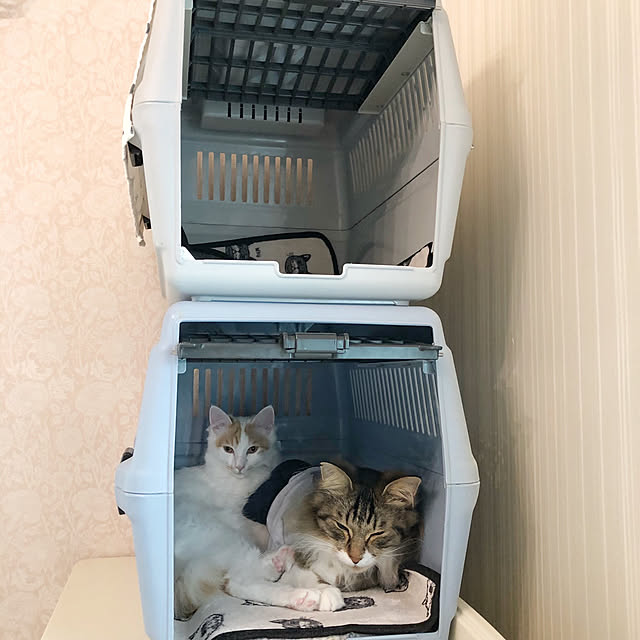 yuchiさんの実例写真