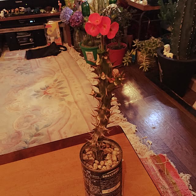 Masahideさんの実例写真