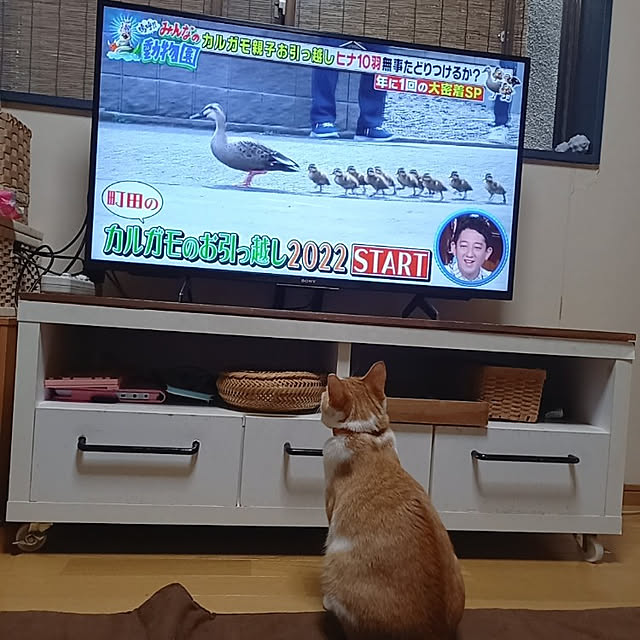 rumi.rumiさんの実例写真