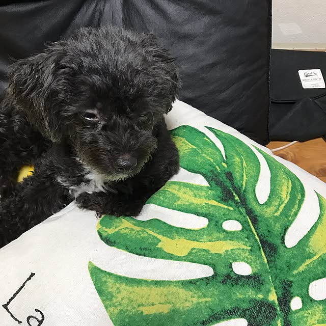 Chipさんの実例写真